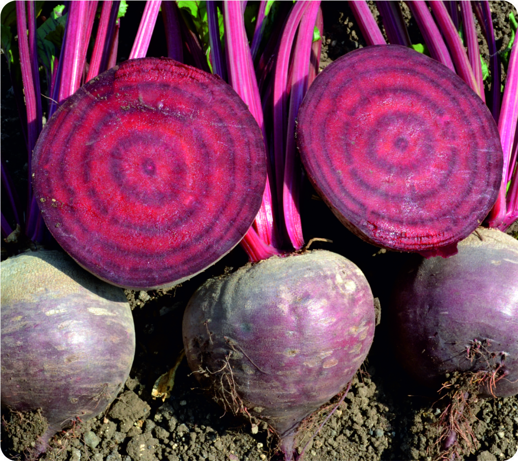 Ziegelrot