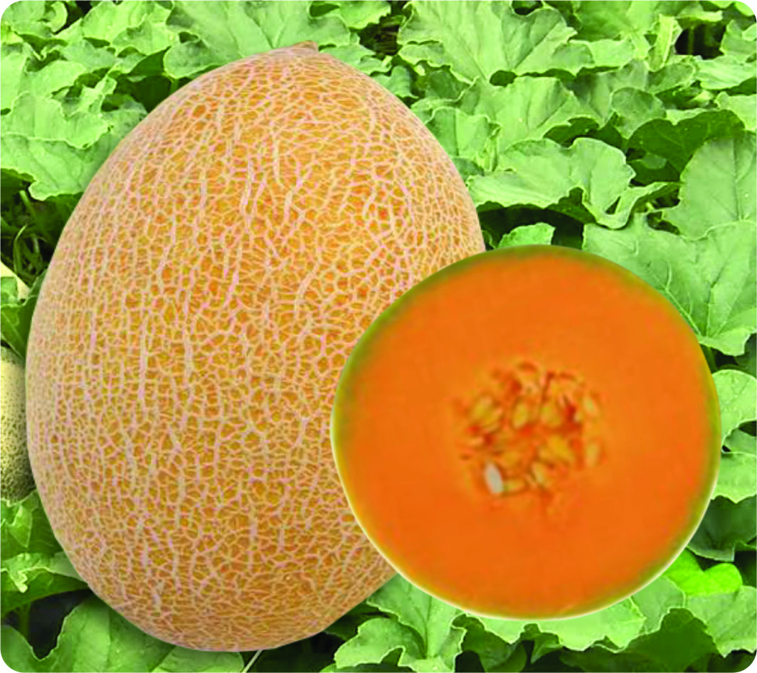 Kochel